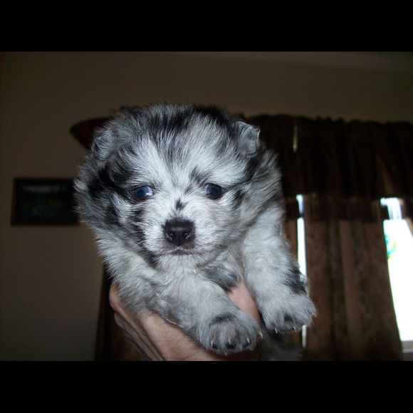 ๐ถ๐ฑPET FRIENDLY HOME ๐ถ๐ฑ - Picture 5 of 7